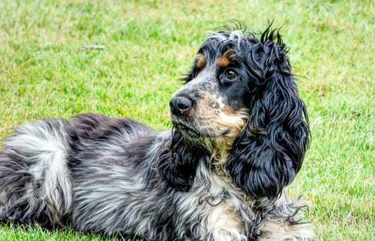 Consejos para el cuidado del perro cocker spaniel inglés