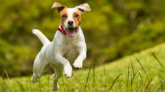 Consejos para adoptar la primera mascota