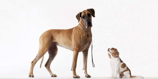Tener como mascota un perro de raza grande o de raza pequeña