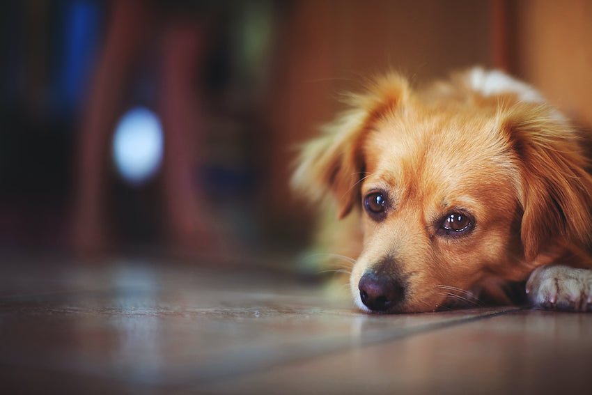 Cómo afrontar la separación de tu mascota durante un viaje