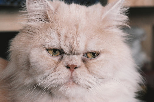 Consejos para tener un gato persa como mascota