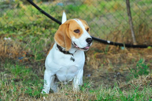 Como cuidar a una mascota ante un cambio de casa