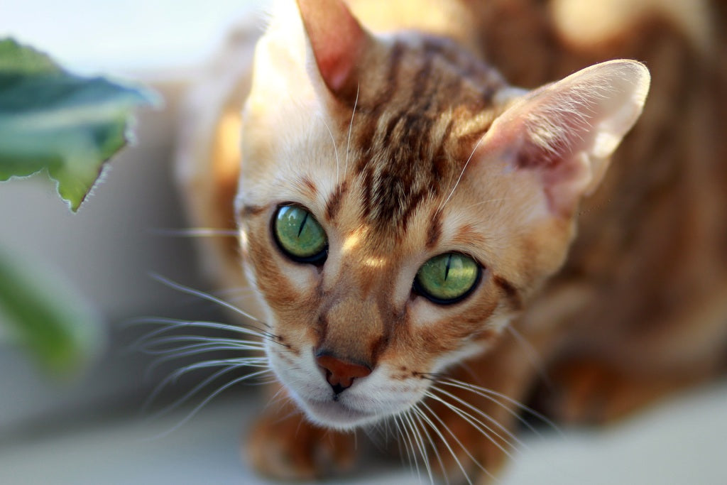 Beneficios para la salud del gato por el uso de pipetas antiparasitarias