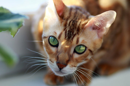 Beneficios para la salud del gato por el uso de pipetas antiparasitarias