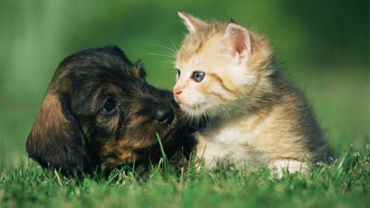 Efectos de la Música en las Mascotas: Beneficios y Recomendaciones