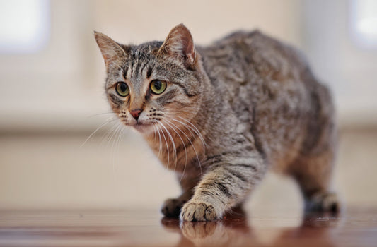 Consejos para adiestrar a los gatos