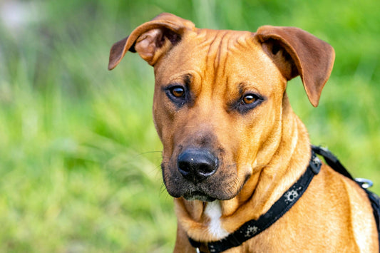 Las 5 enfermedades más comunes en perros y cómo prevenirlas