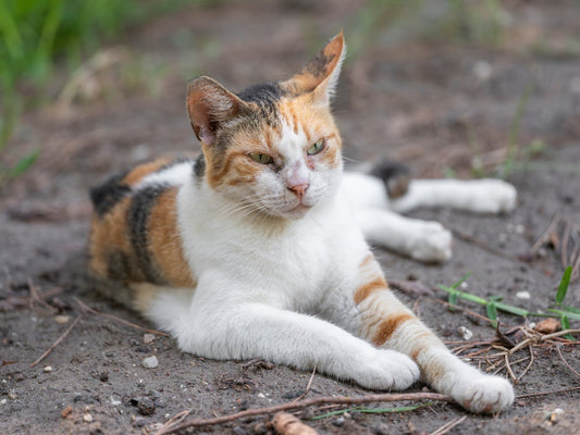 ¿Tu mascota vomita? Por qué los parásitos podrían ser los culpables y qué debes hacer