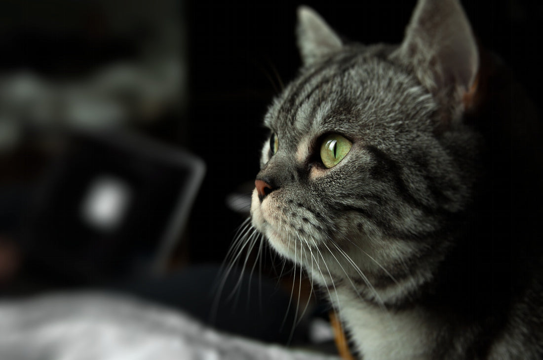 Algo le pasa a mi gato. Cómo saber si está enfermo