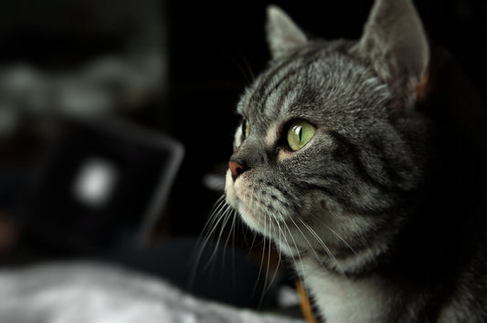 Algo le pasa a mi gato. Cómo saber si está enfermo