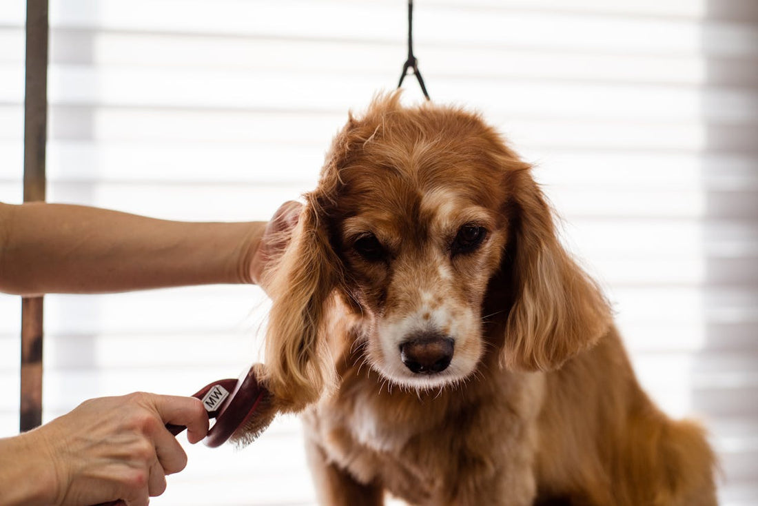 Consejos para llevar a tu perro a la peluquería: bienestar con respaldo veterinario