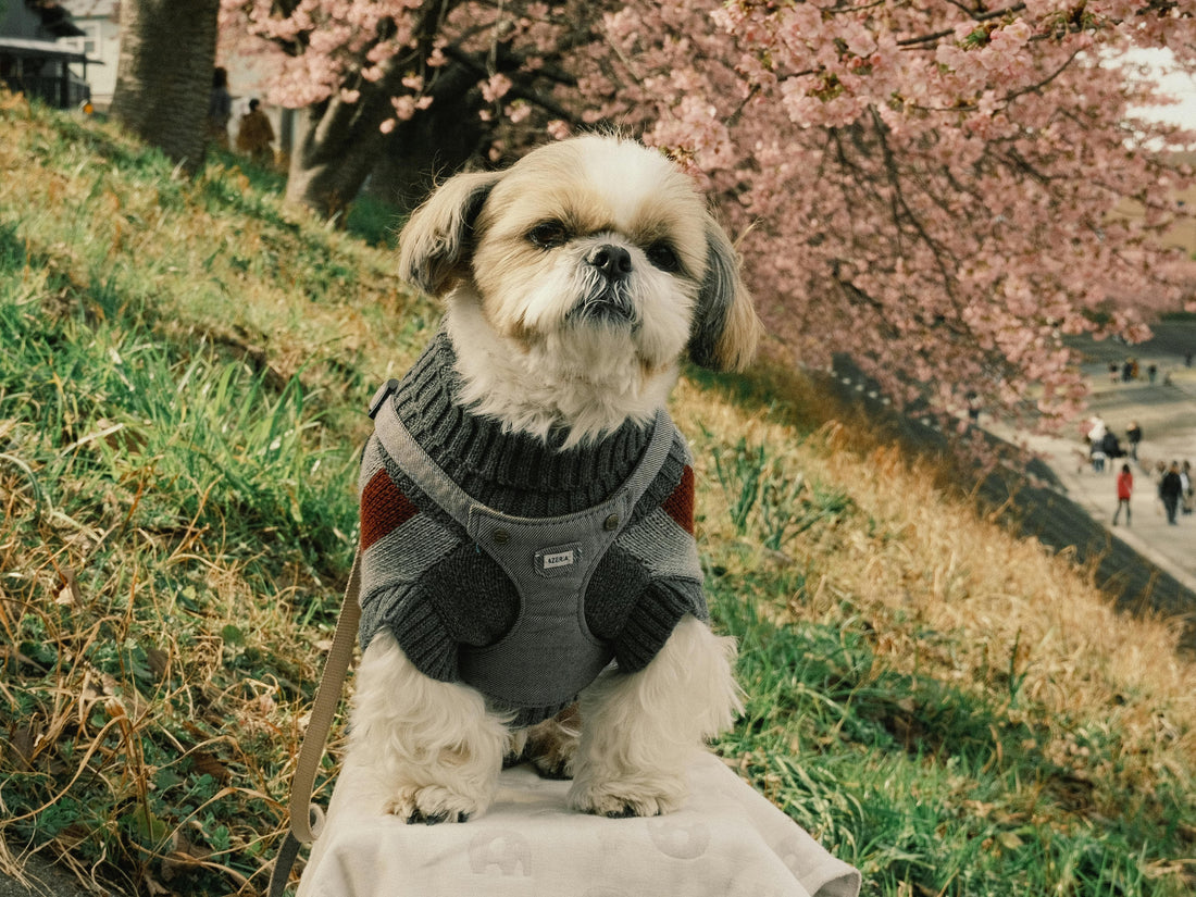 ¿Es Bueno Poner Ropa a los Perros? Beneficios, Riesgos y Recomendaciones para su Bienestar