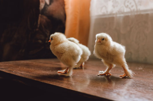 Combate y prevención de la pododermatitis plantar en aves de cría