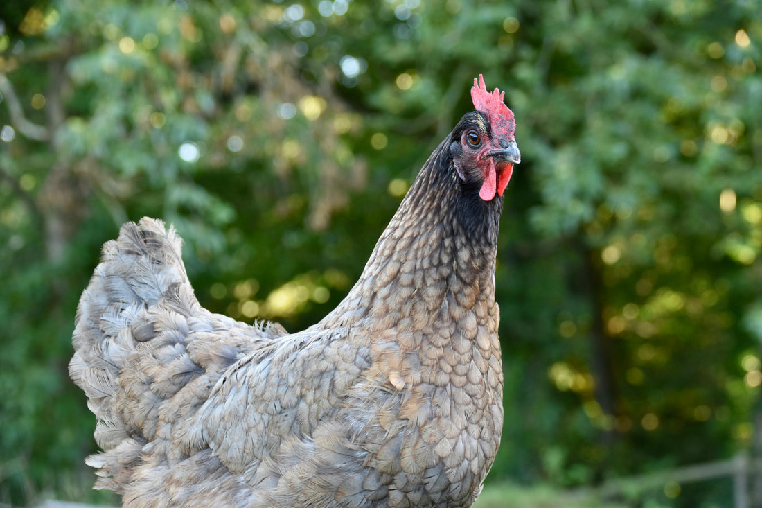 Problemas nutricionales de las gallinas ponedoras