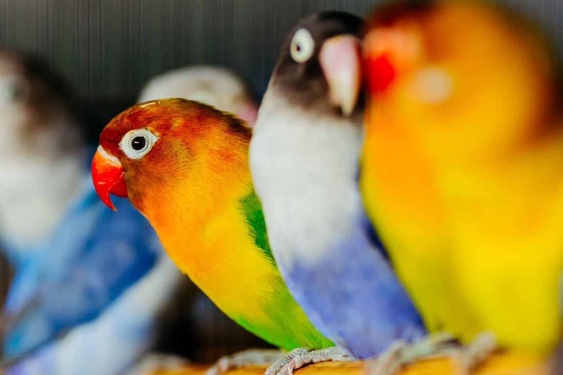 Cuidados que debe recibir el Agapornis, Inseparable o Pájaro del Amor como mascota
