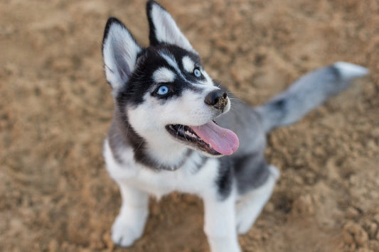 Prevención de las principales enfermedades del Husky como animal doméstico