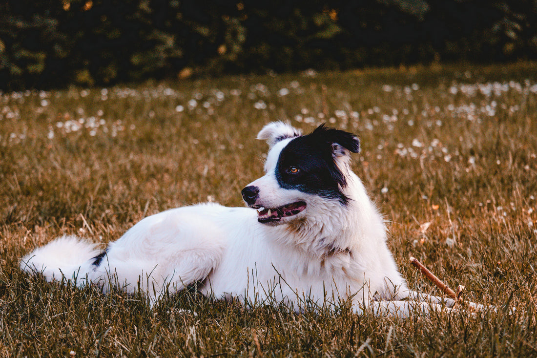 Principales enfermedades de la piel en perros de campo