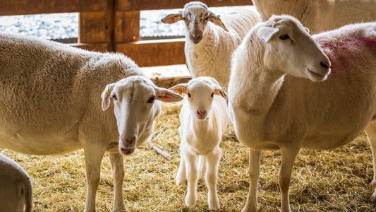 Prevenir lesiones de animales en ambientes pecuarios
