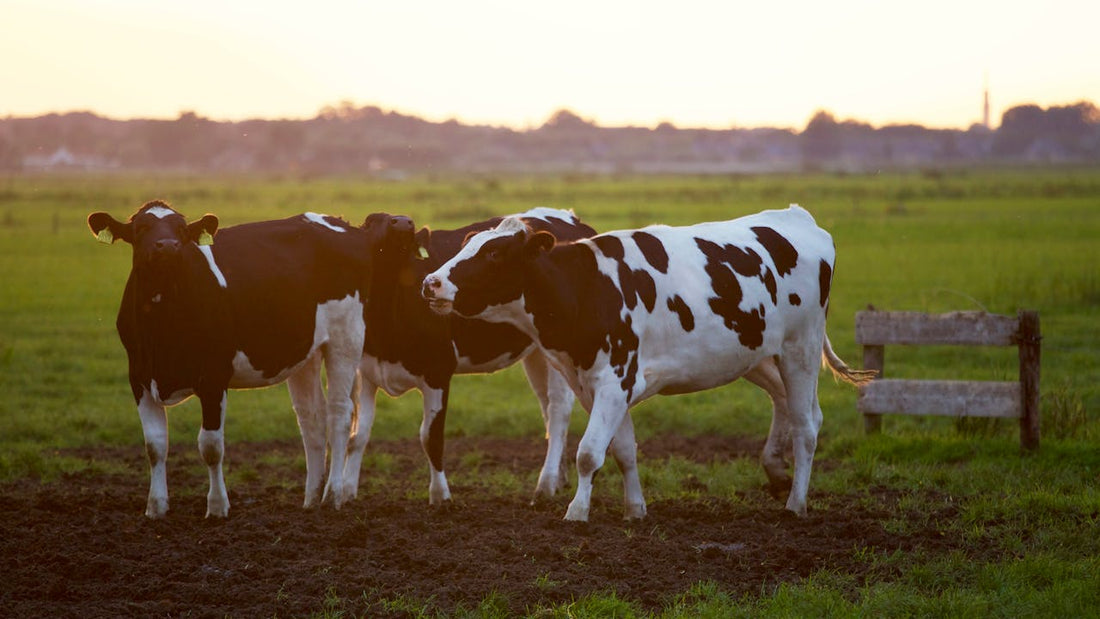 Parásitos en Animales de Granja: Tipos, Síntomas y Control