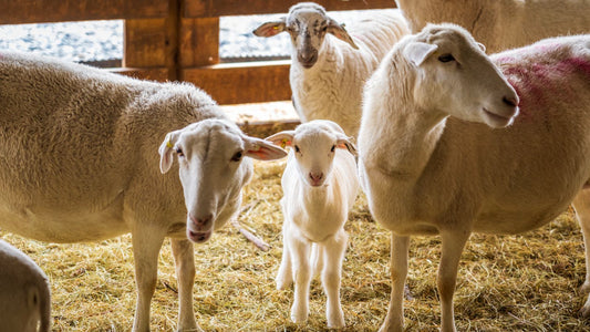 Variaciones térmicas en el ambiente: cómo afectan a los animales de granja