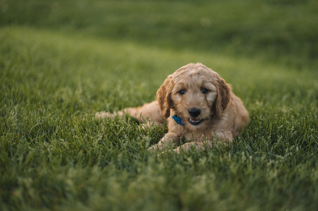 Elegir el primer juguete para nuestro perro