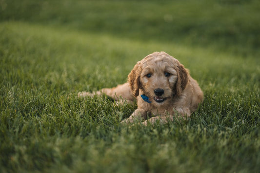 Elegir el primer juguete para nuestro perro