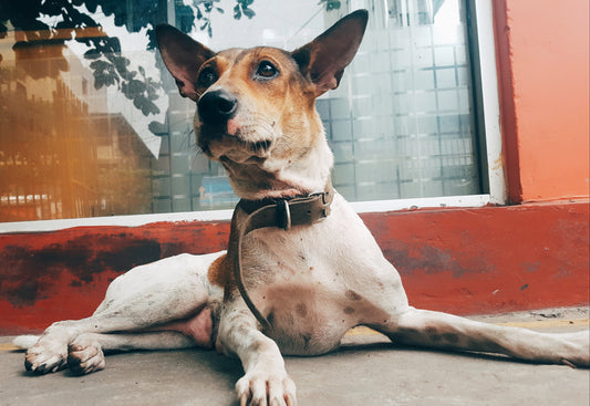 El problema de la estenosis lumbosacra canina