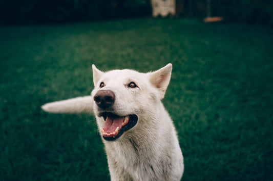 Infecciones virales en los animales
