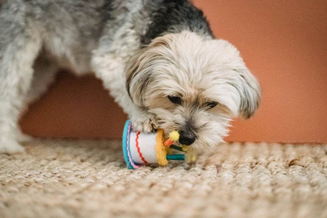 Los mejores regalos de navidad para tu perro mascota
