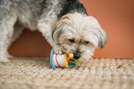 Los mejores regalos de navidad para tu perro mascota