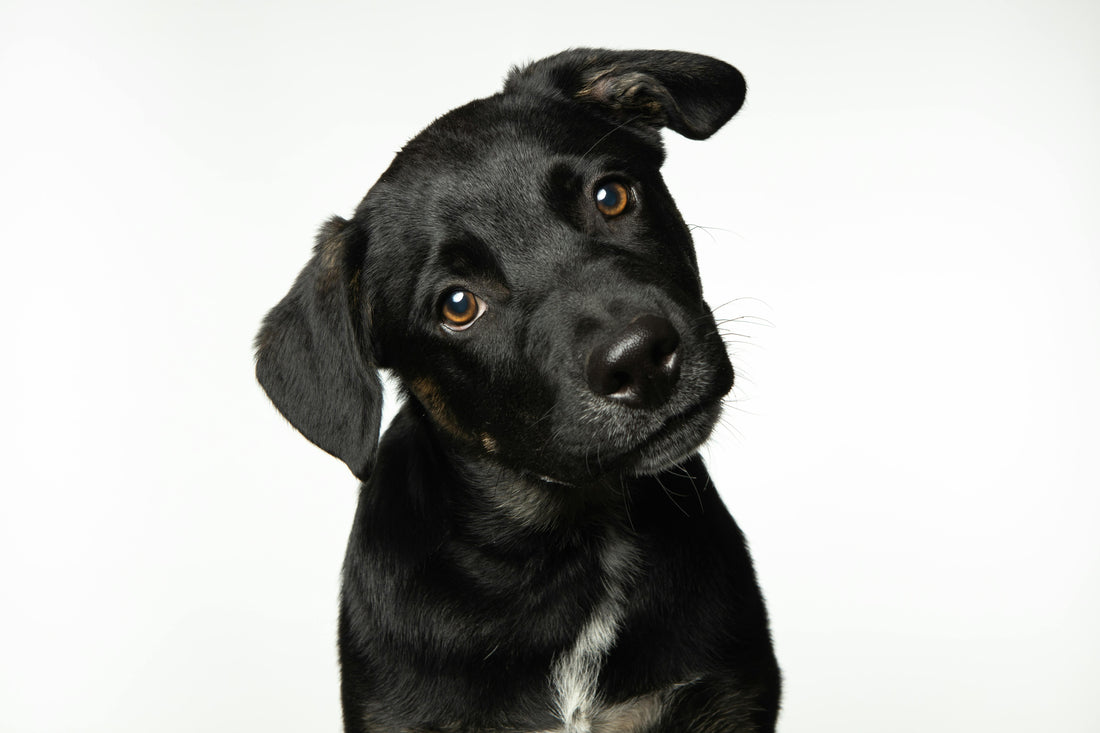 Cómo debe ser el aseo de las mascotas y así mantener limpio y saludable a tu perro o gato