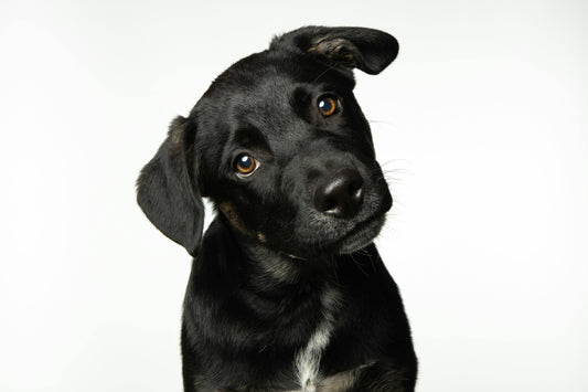 Cómo debe ser el aseo de las mascotas y así mantener limpio y saludable a tu perro o gato