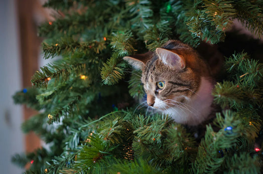 Los mejores regalos de navidad para tu gato mascota
