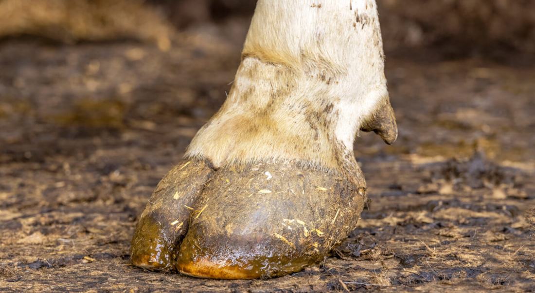 Patas y pezuñas astilladas en animales de granja