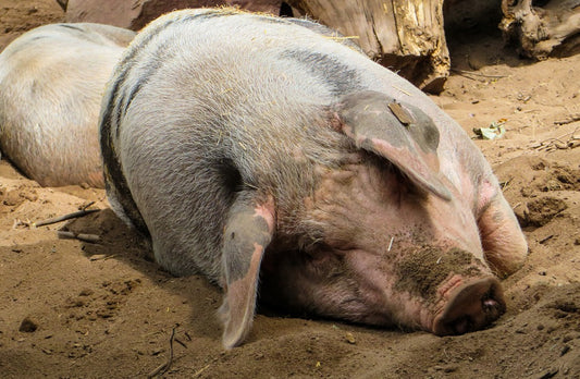 El problema de la cojera en el ganado porcino
