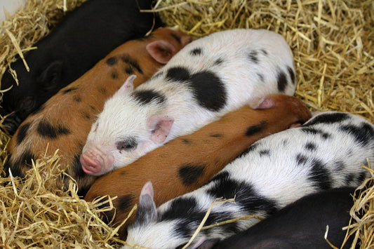 Cuidados veterinarios y cría de lechones