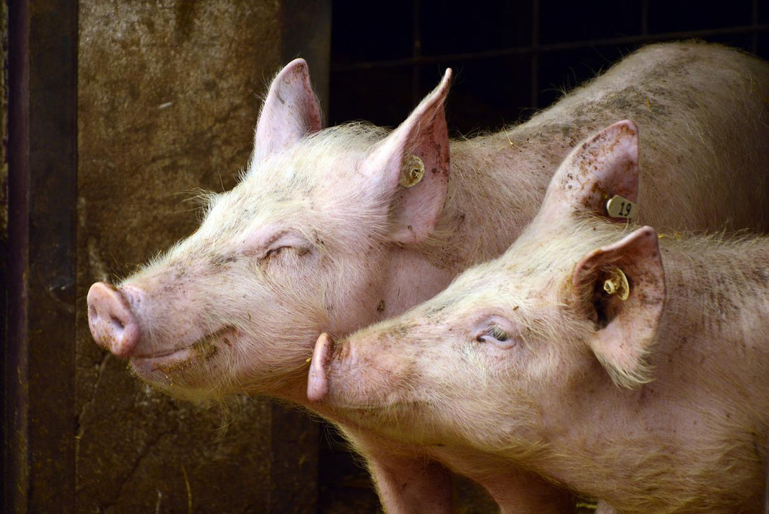 Claves de bioseguridad para los criaderos de ganado porcino