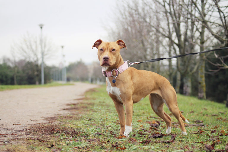 Consejos esenciales para cuidar a un Pit Bull Terrier Americano