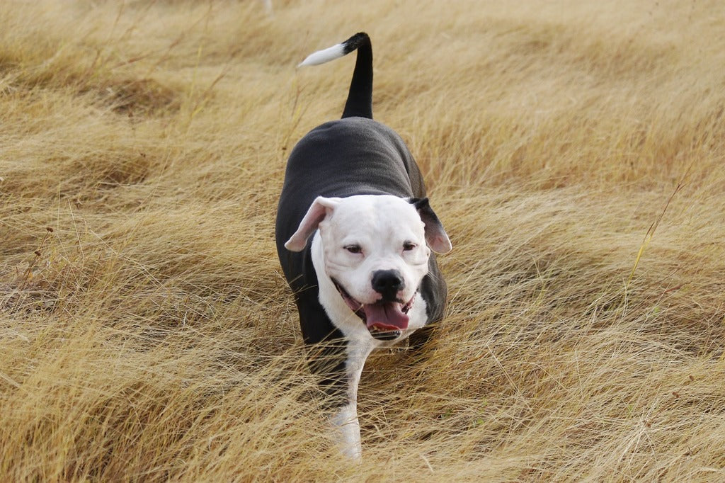 Consejos para el cuidado del pitbull