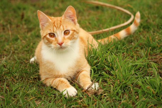 Cómo fortalecer el sistema inmunitario de tu gato