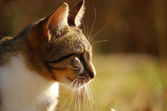 El gato como mascota: cuidados e independencia