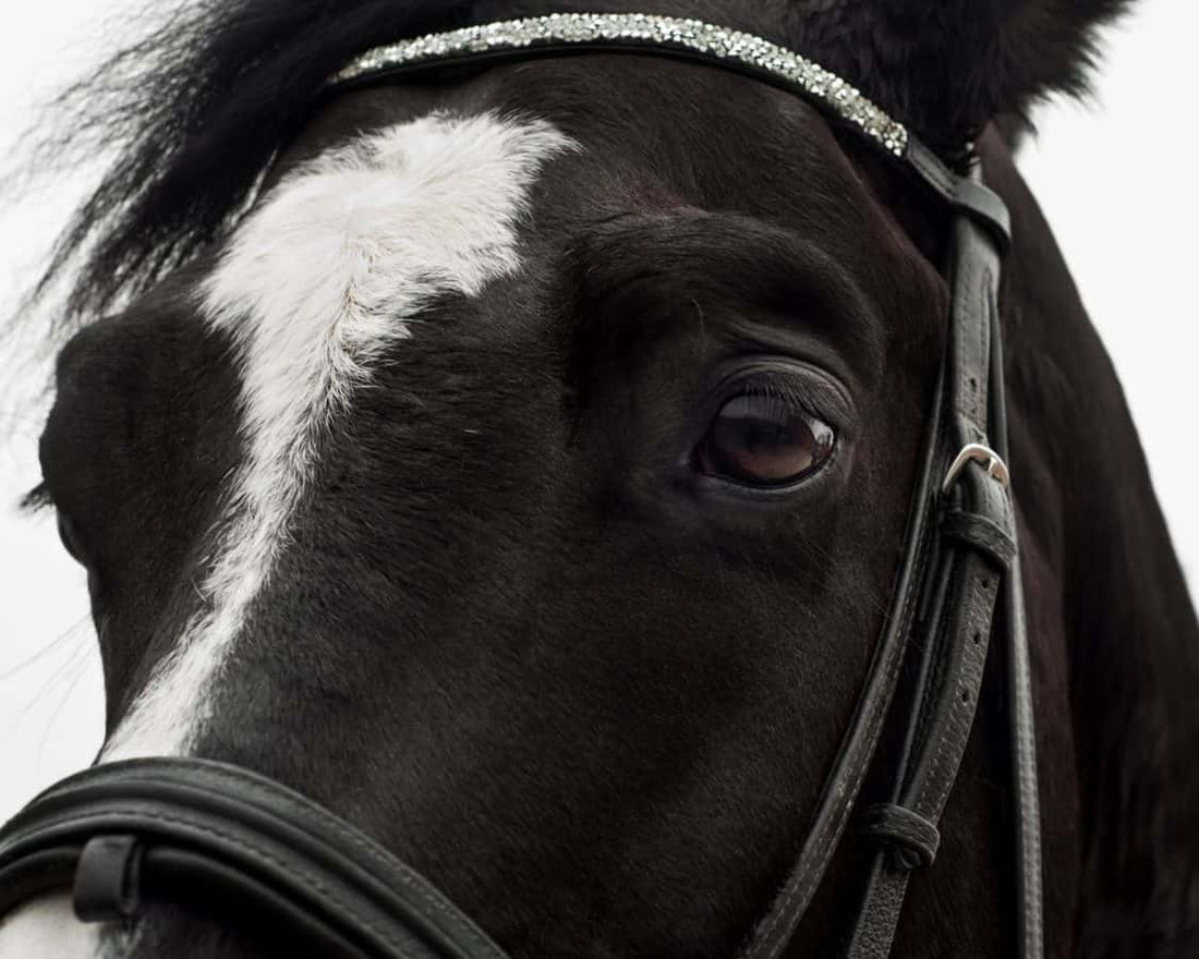 Indicios de cólicos en los caballos y apoyo veterinario