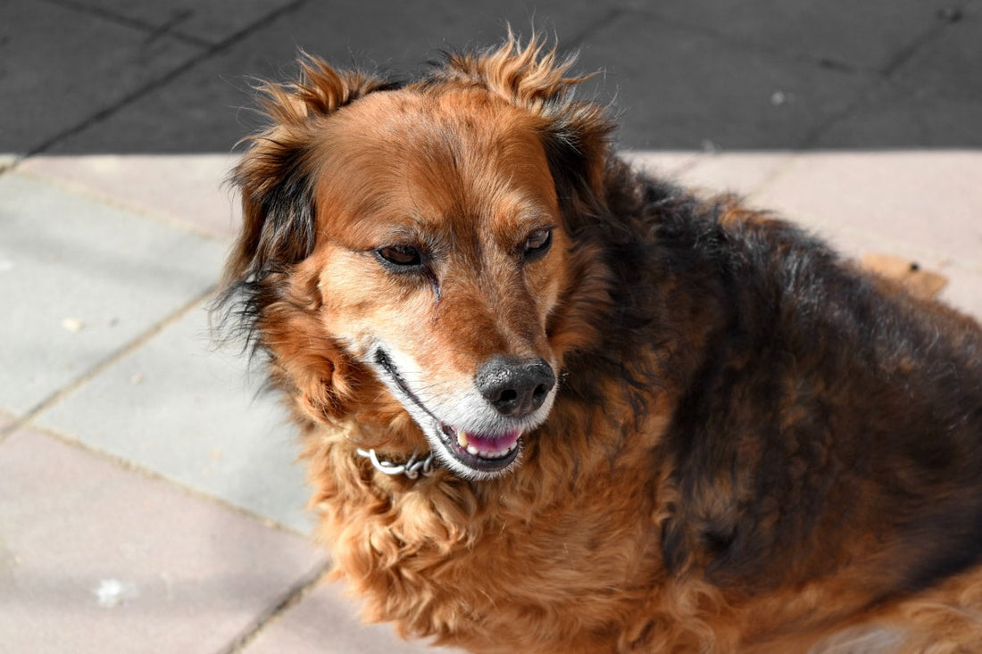Perros que no pueden con la soledad e importancia de la asesoría veterinaria