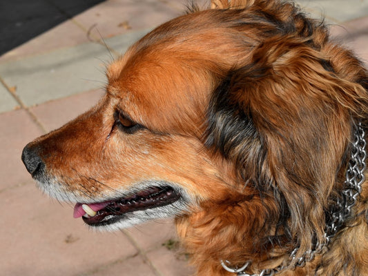 Indicios de intoxicación alimenticia en perros mascota