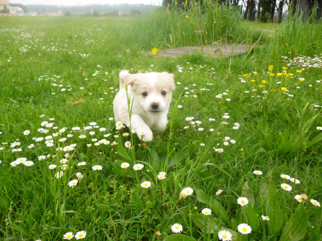 Impacto en las mascotas del cambio de residencia de la ciudad al campo