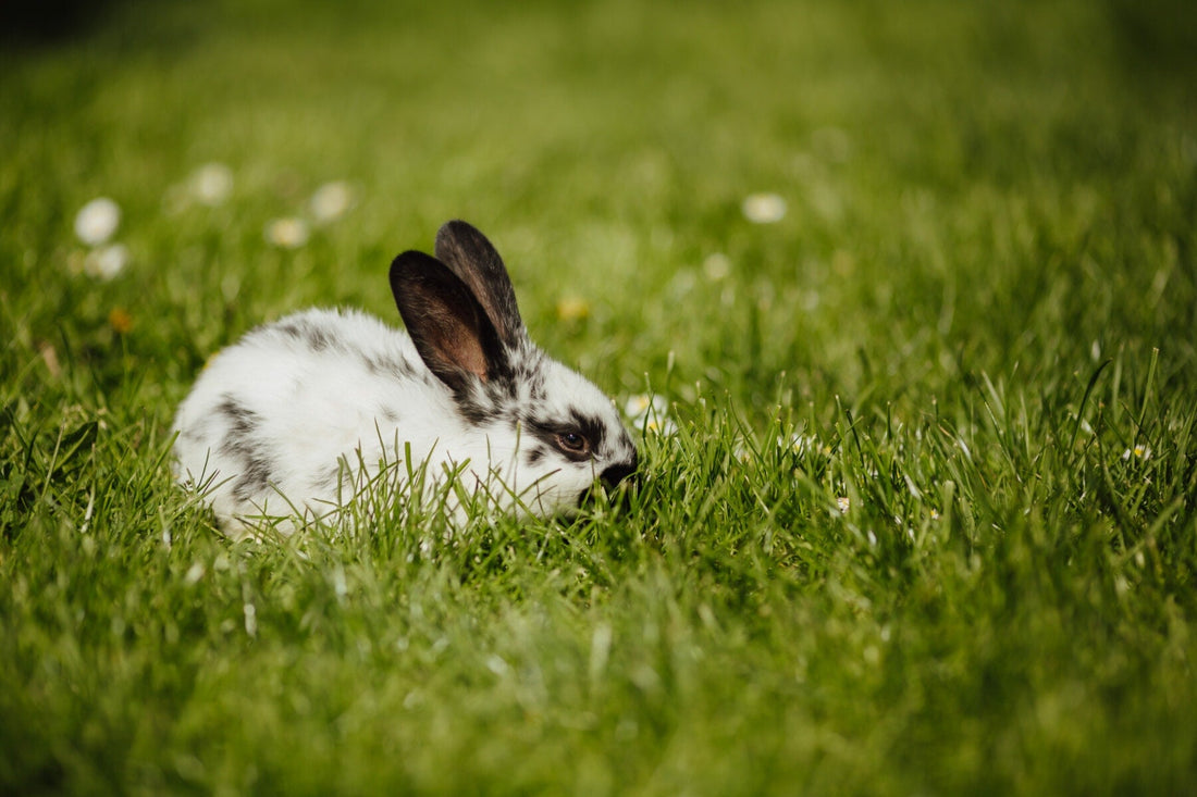 La importancia del heno para conejos y hámsteres: beneficios y recomendaciones veterinarias