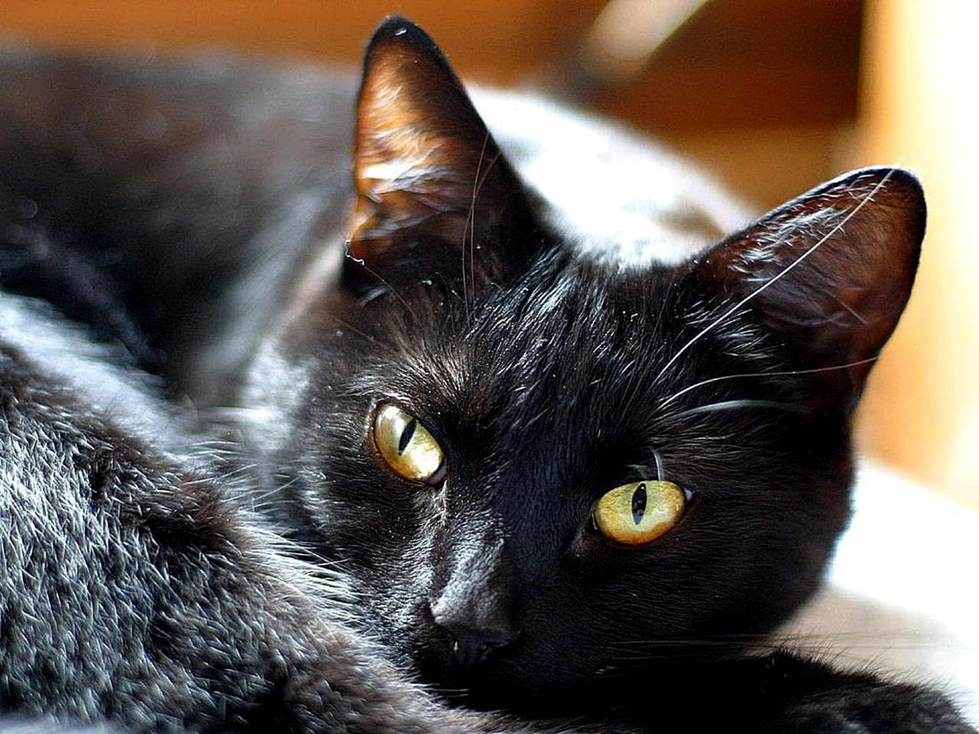 Control de la agresividad en gatos y apoyo veterinario