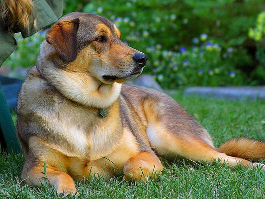 Recuperación de una mascota tras un extravío: el papel clave de la medicina veterinaria