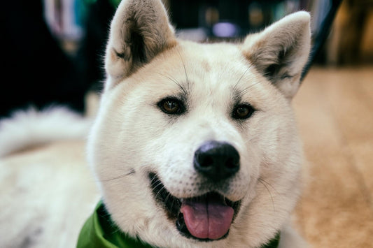 Vómitos en perros y gatos: una señal que no debe ignorarse