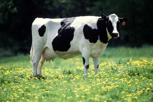 Enfermedades que pueden afectar la ordeña de vacas en granjas y criaderos